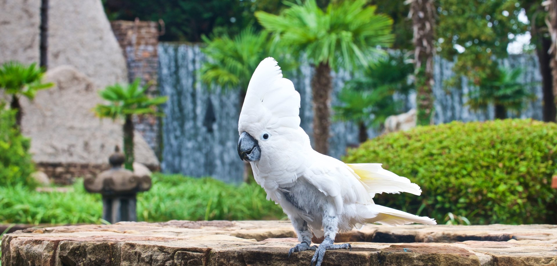 Exotic bird at Whitewater Golf Course at Horseshoe Bay Resort