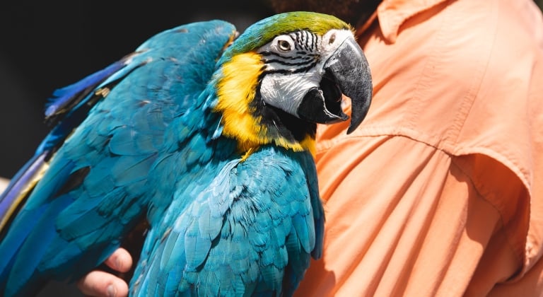 Blue and yellow bird on the arm of a man with a baseball cap on.