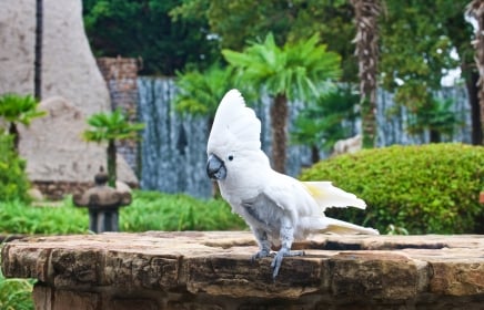 Exotic bird at Whitewater Golf Course at Horseshoe Bay Resort