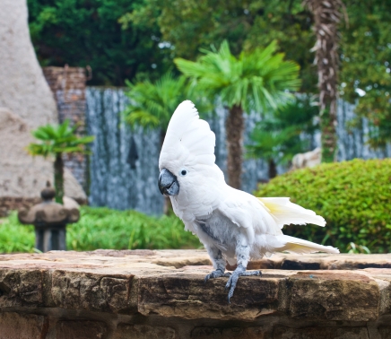 Exotic bird at Whitewater Golf Course at Horseshoe Bay Resort
