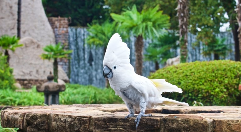Exotic bird at Whitewater Golf Course at Horseshoe Bay Resort