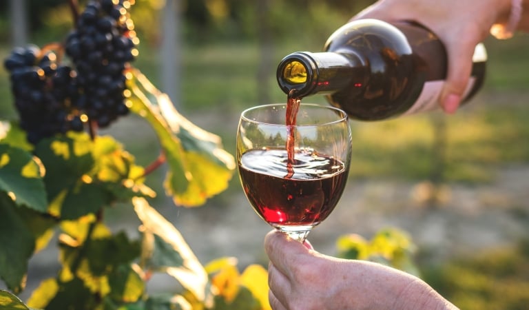 Woman pouring red wine from bottle into drinking glass at vineyard. Female sommelier tasting wine outdoors