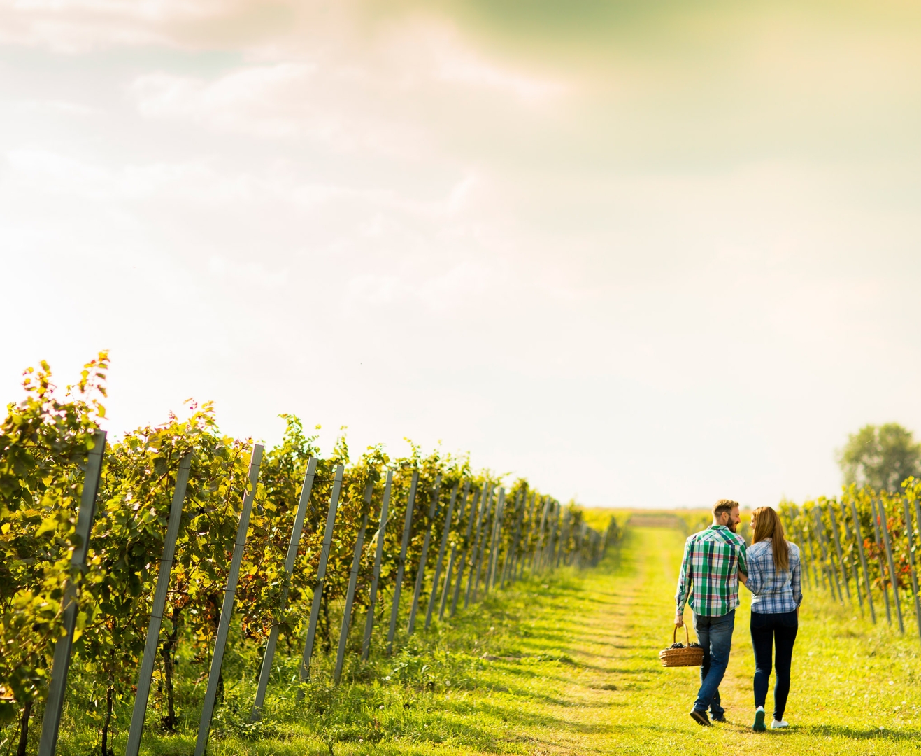 Couple of winegrowers walking in vineyard