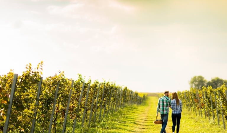 Couple of winegrowers walking in vineyard