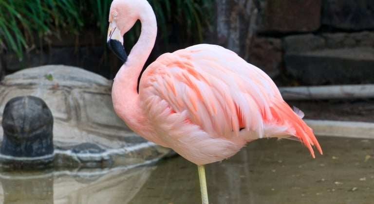 Flamingo standing in the water