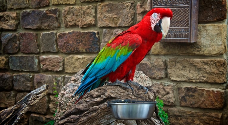 Multi color parrot on rocks