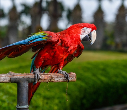 Exotic Birds at Horseshoe Bay Resort - Horseshoe Bay Resort