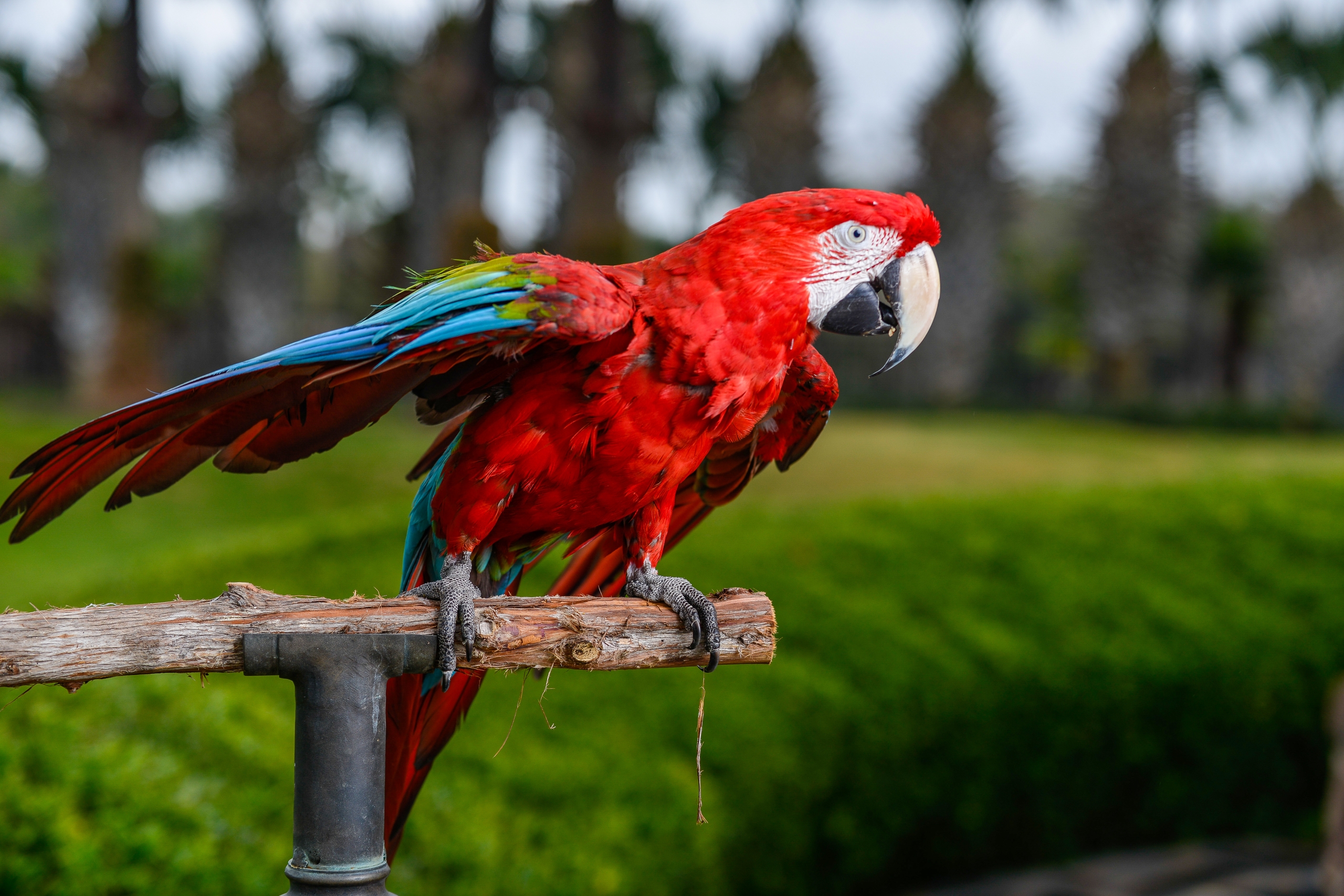 Exotic Bird Pics: Stunning Shots That Will Take Your Breath Away