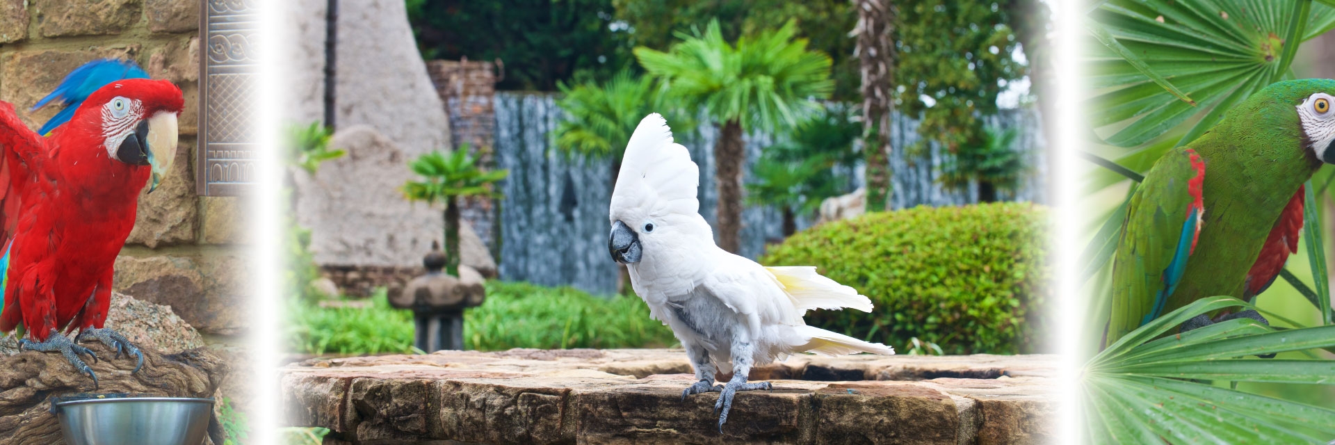 Three lovely exotic birds