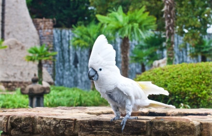Three lovely exotic birds