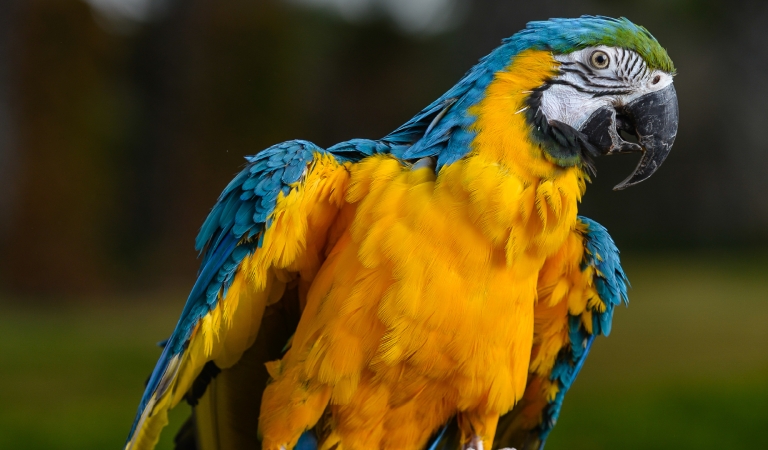 Buster The Blue and Gold Macaw at Horseshoe Bay Resort