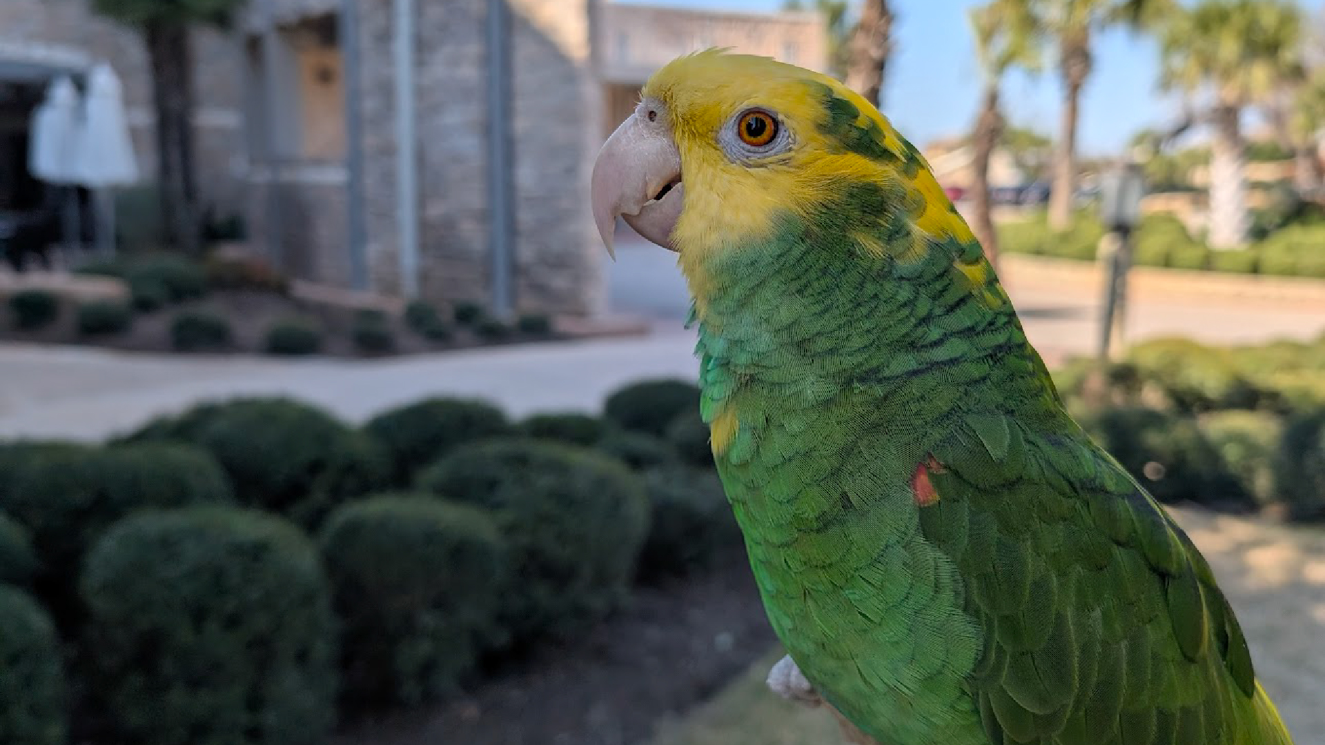 Checo The Double Yellow-headed Amazon Parrot at Horseshoe Bay Resort