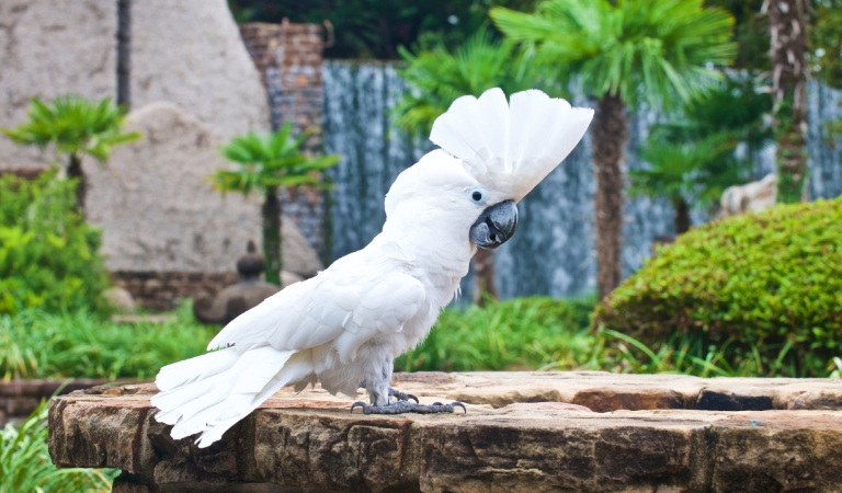 Gracie The Umbrella Cockatoo at Horseshoe Bay Resort