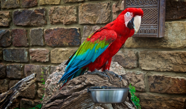 Jekyll The Green-winged Macaw at Horseshoe Bay Resort
