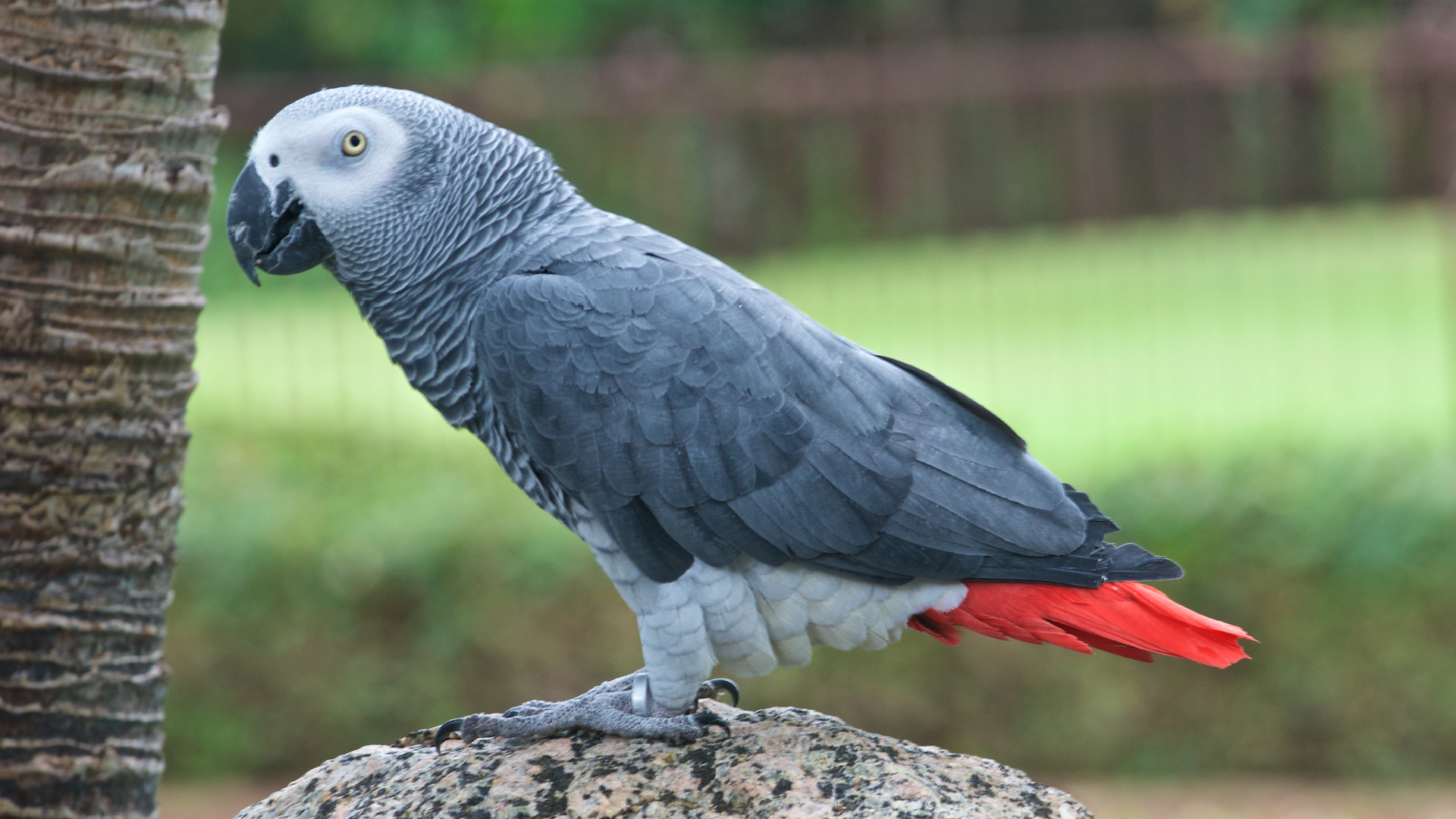 Joseph, the Congo African Grey Parrot at Horseshoe Bay Resort