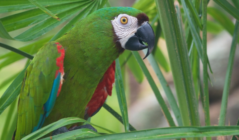 Mason The Chestnut-fronted Macaw at Horseshoe Bay Resort