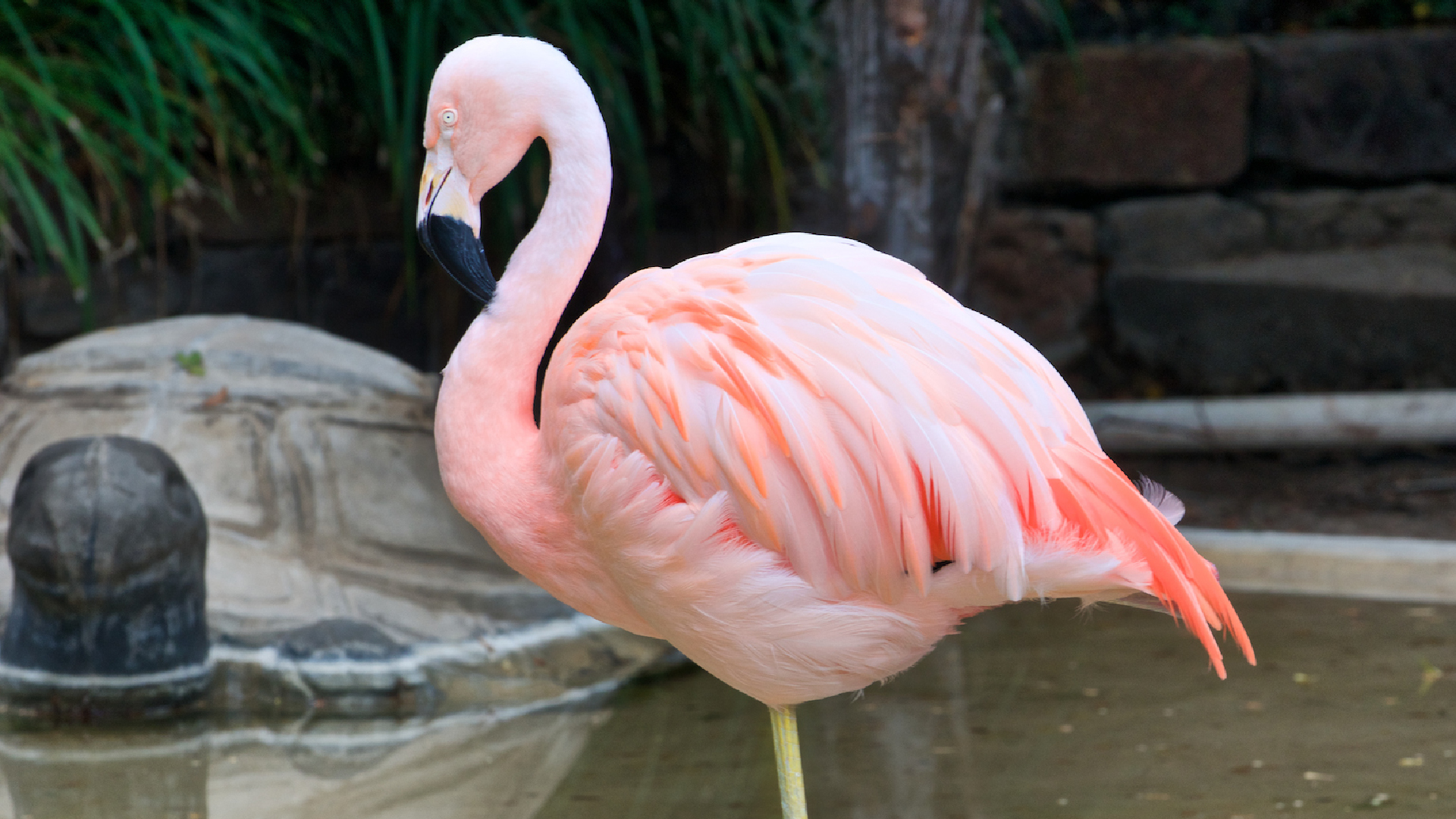 Mingo, the pink Flamingo at Horseshoe Bay Resort