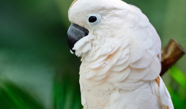 Peaches The Salmon-Crested Cockatoo at Horseshoe Bay Resort