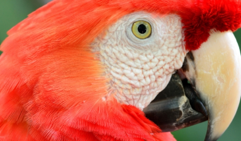 Red The Scarlet Macaw at Horseshoe Bay Resort