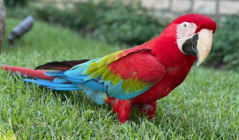 Rio The Green-winged Macaw at Horseshoe Bay Resort