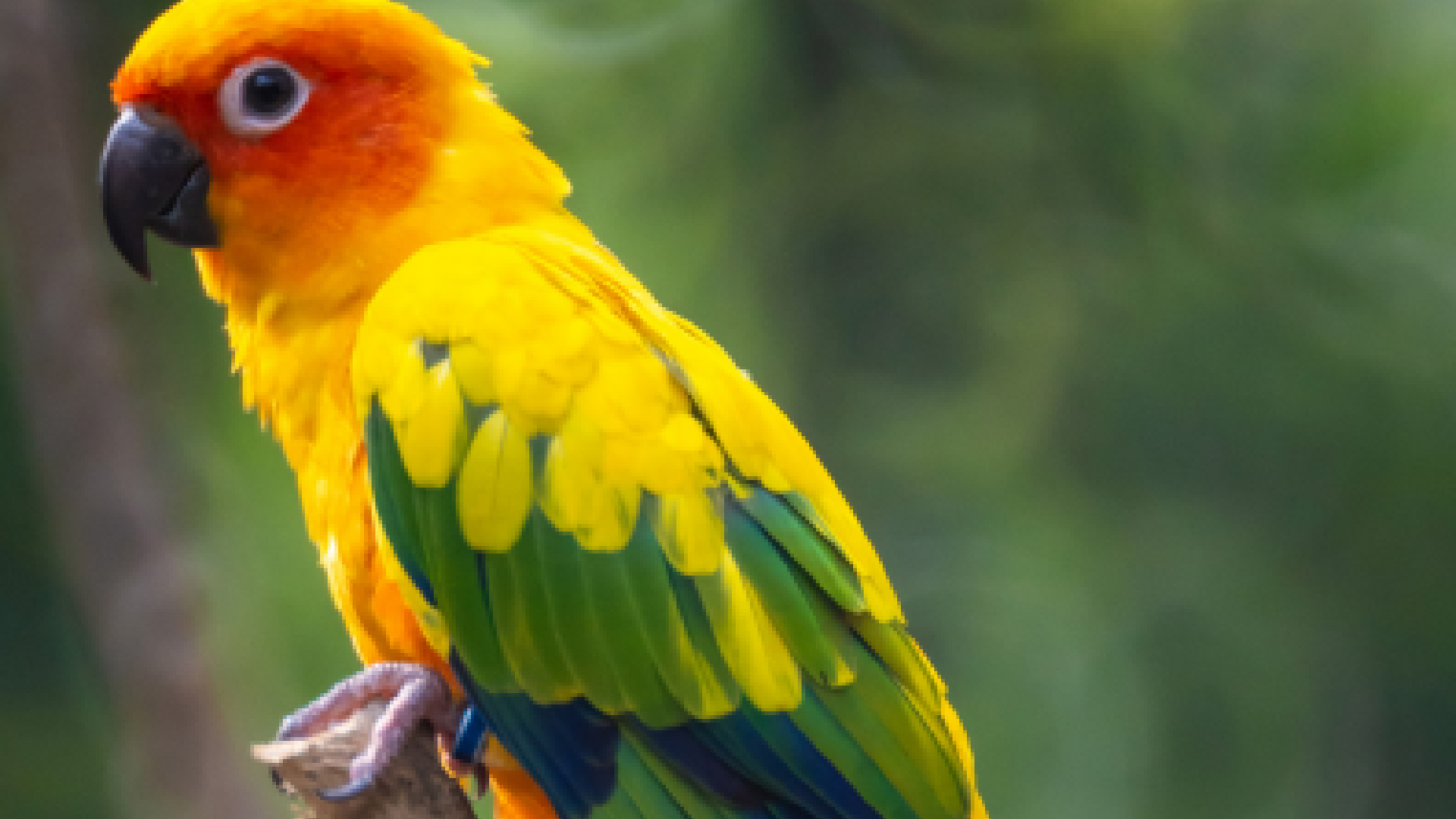 Scooter, the Sun Conure, sitting in a tree at Horseshoe Bay Resort